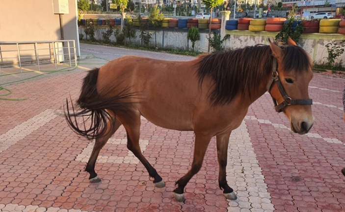 Alanya’da Alman turistin çalınan adı jandarma tarafından bulundu