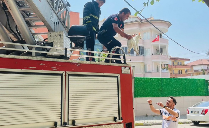 Alanya’da ağaçta mahsur kalan kedi itfaiye ekiplerince kurtarıldı