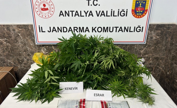 Alanya’da jandarmadan kenevir baskını