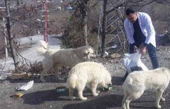 Alanya Belediyesi'nden can dostlara yardım eli