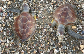 Alanya’da caretta caretta ölüsü kıyıya vurdu