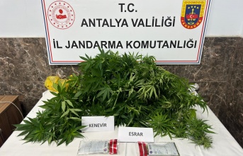 Alanya’da jandarmadan kenevir baskını