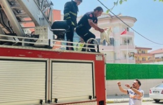 Alanya’da ağaçta mahsur kalan kedi itfaiye ekiplerince...